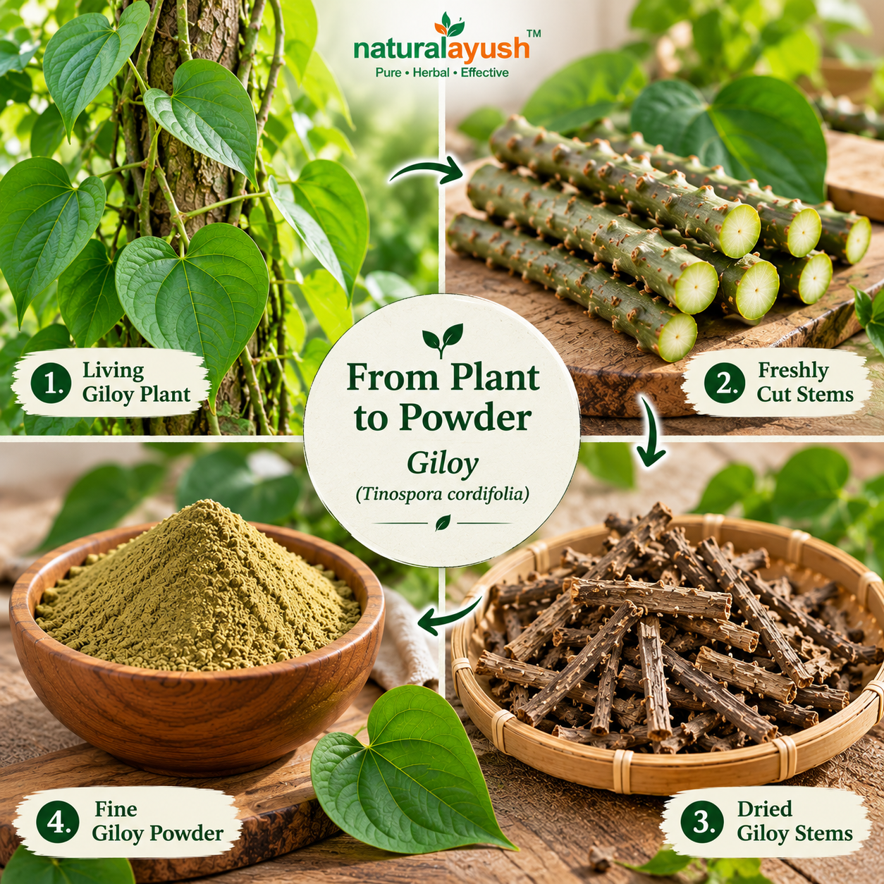 Giloy Powder (Tinospora cordifolia) thumbnail 6
