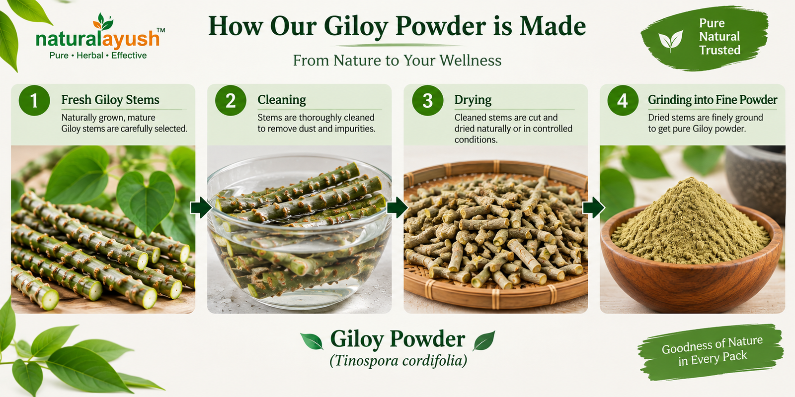 Giloy Powder (Tinospora cordifolia) photo 1