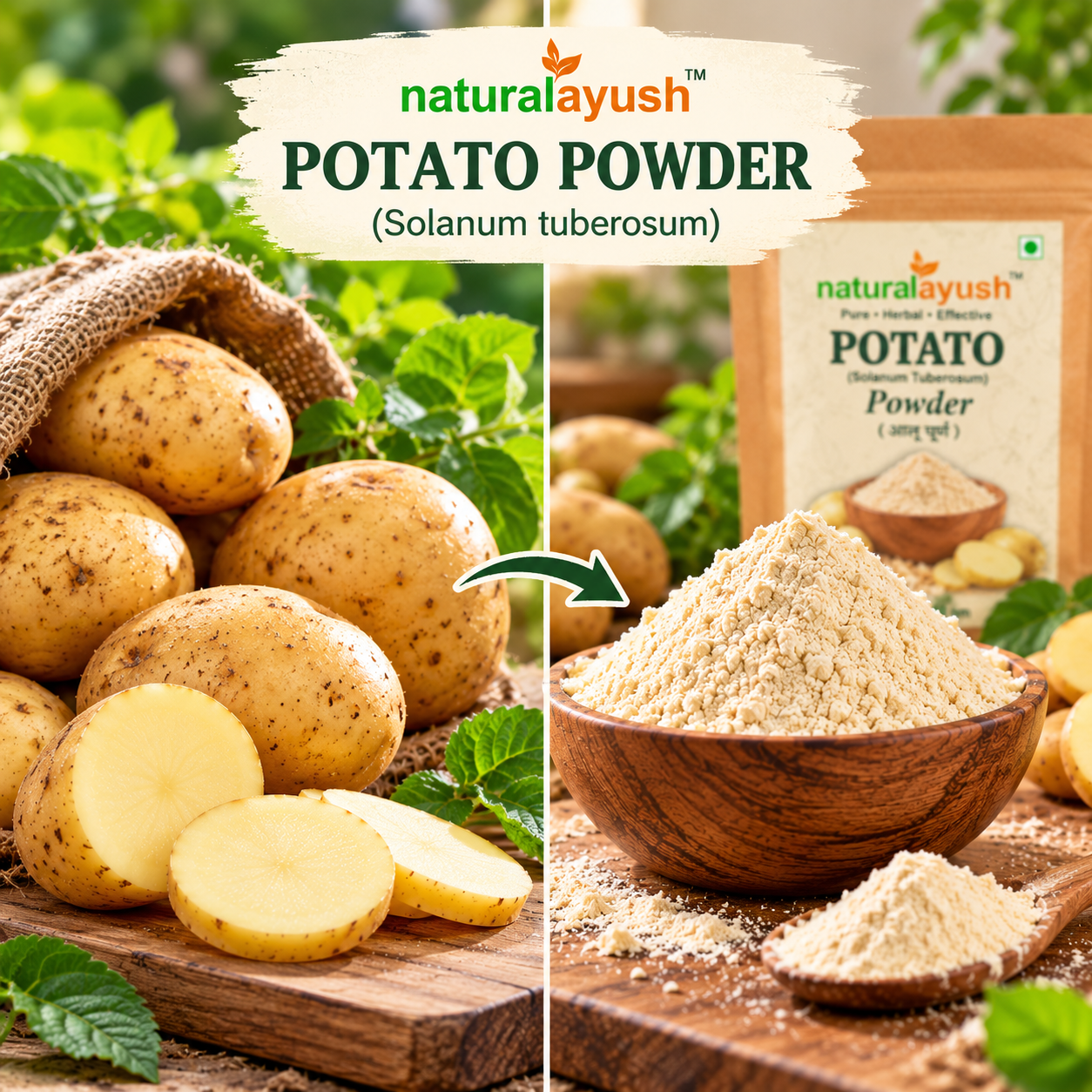 Potato Powder (Solanum tuberosum) thumbnail 5